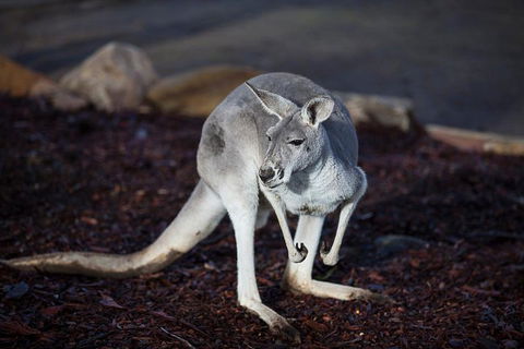 Private Tour: Blue Mountains Day Trip From Sydney - Accommodation Noosa 3