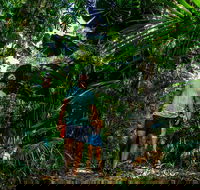 Full Day Daintree Rainforest and Mossman Gorge Tour - Accommodation Noosa