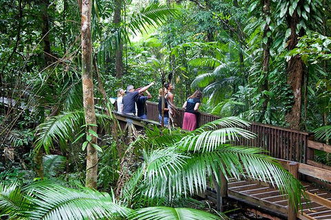 Full Day Daintree Rainforest And Mossman Gorge Tour - Accommodation Noosa 1