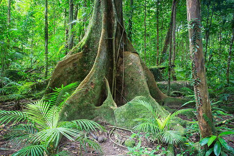 Mossman Gorge Adventure Day - Accommodation Noosa 4