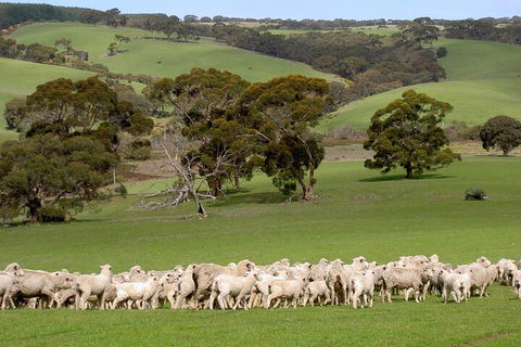 Kangaroo Island Luxury Small Group 'Island Life' Full Day Tour - Accommodation Noosa 1