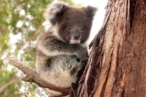 Kangaroo Island Luxury Small Group 'Island Life' Full Day Tour - Accommodation Noosa 4