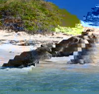 Dolphin Penguin and Sea Lion Cruise - Accommodation Noosa