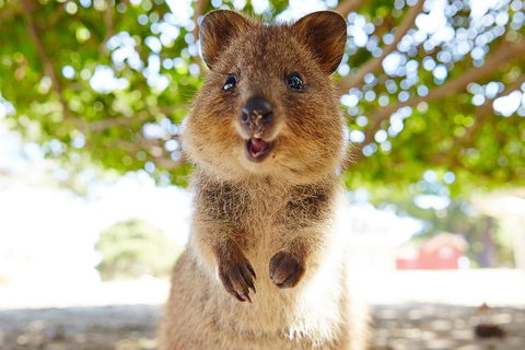 Discover Rottnest With Ferry & Bus Tour From Perth Or Fremantle - Accommodation Noosa 0