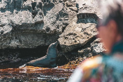 Adventure Rottnest Tour With Ferry & Adventure Cruise From Perth Or Fremantle - Accommodation Noosa 1