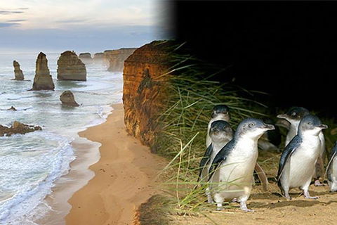 Melbourne Super Saver: Great Ocean Road + Phillip Island + Attraction Pass - Accommodation Noosa 0