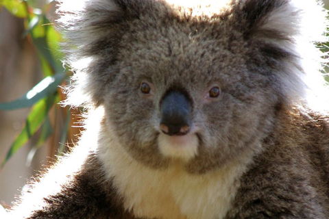 Melbourne Super Saver: Great Ocean Road + Phillip Island + Attraction Pass - Accommodation Noosa 3