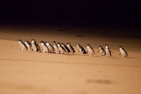Phillip Island Penguin Parade Express Tour From Melbourne - Accommodation Noosa 0