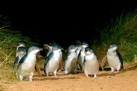 Phillip Island Penguin Parade Express Tour From Melbourne - Accommodation Noosa 5