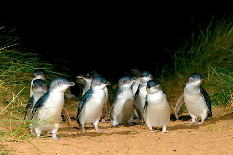 Puffing Billy, Moonlit Sanctuary & Penguins Day Tour - Accommodation Noosa 0