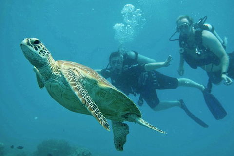 Ocean Freedom Great Barrier Reef Personal Luxury Snorkel & Dive Cruise, Cairns - Accommodation Noosa 4