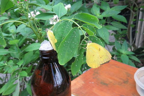 Australian Butterfly Sanctuary- Virtual Interactive Tour With Private Guide - Accommodation Noosa 0