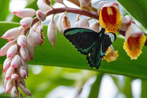 Australian Butterfly Sanctuary- Virtual Interactive Tour With Private Guide - Accommodation Noosa 2