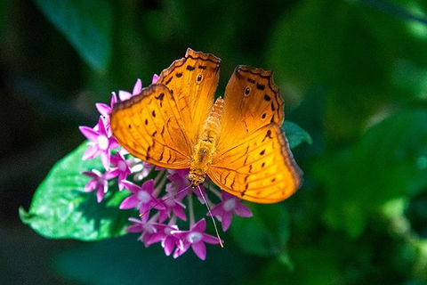 Australian Butterfly Sanctuary- Virtual Interactive Tour With Private Guide - Accommodation Noosa 3