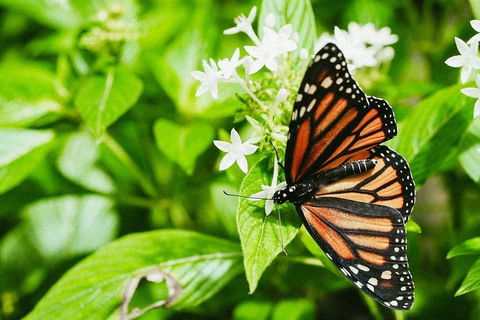 Australian Butterfly Sanctuary- Virtual Interactive Tour With Private Guide - Accommodation Noosa 4