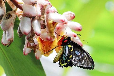 Australian Butterfly Sanctuary- Virtual Interactive Tour With Private Guide - Accommodation Noosa 5