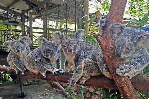 Best Of Kuranda Including Skyrail, Kuranda Scenic Railway And Rainforestation - Accommodation Noosa 4