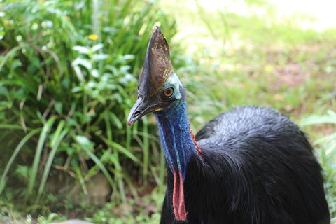 Kuranda Rainforestation Nature Park Ticket (BNP) - Accommodation Noosa 3