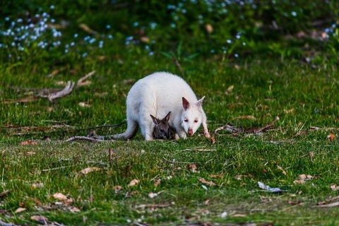Bruny Island Traveller - Gourmet Tasting And Sightseeing Day Trip From Hobart - Accommodation Noosa 3