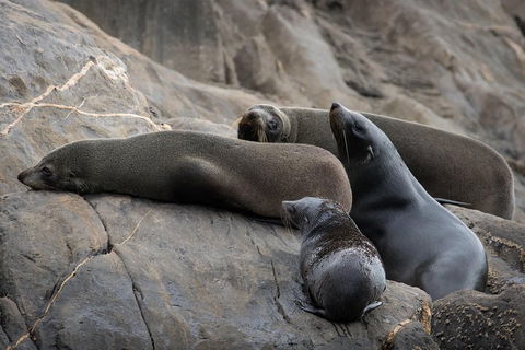 Kangaroo Island Ocean Safari - Snorkeling Safari - Accommodation Noosa 0