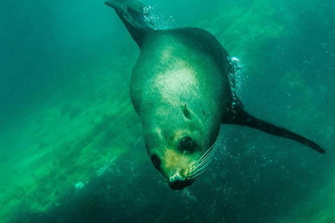 Kangaroo Island Ocean Safari - Snorkeling Safari - Accommodation Noosa 1