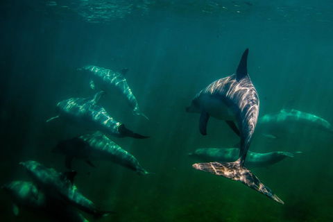 Kangaroo Island Ocean Safari - Snorkeling Safari - Accommodation Noosa 2