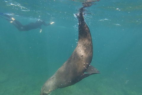 Kangaroo Island Ocean Safari - Snorkeling Safari - Accommodation Noosa 3