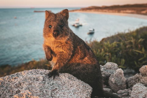 Rottnest Island Roundtrip Fast Ferry From Hillarys Boat Harbour - Accommodation Noosa 5