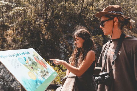 Springbrook AndTamborine Rainforest Tour Incl Natural Bridge And Glow Worm Cave - Accommodation Noosa 0