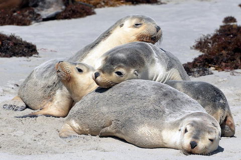 Small-Group Kangaroo Island 4WD Tour From Adelaide - Accommodation Noosa 1
