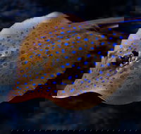 Cairns Aquarium Tour by Twilight with Drink and Appetiser - Accommodation Noosa