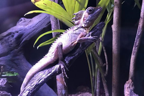 Cairns Aquarium Admission Ticket - Accommodation Noosa 0
