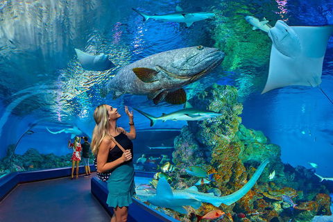 Cairns Aquarium Admission Ticket - Accommodation Noosa 3