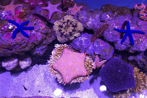 Cairns Aquarium Family Ticket - Accommodation Noosa 1