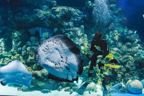 Cairns Aquarium Family Ticket - Accommodation Noosa 4
