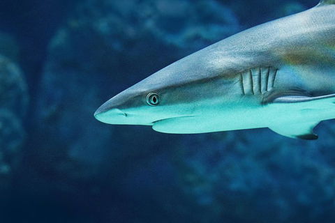 Cairns Aquarium Family Ticket - Accommodation Noosa 5
