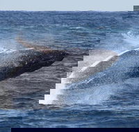 Whale Watching by Sea World Cruises - Accommodation Noosa