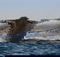 Sydney Whale-Watching Cruise Including Lunch or Breakfast - Accommodation Noosa