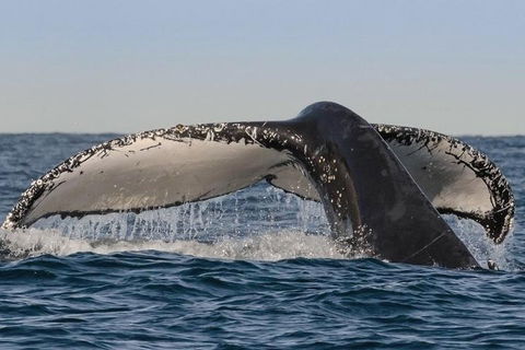 Sydney Whale-Watching Cruise Including Lunch Or Breakfast - Accommodation Noosa 0