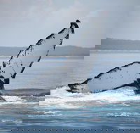 Hervey Bay Whale Watching Cruise - Accommodation Noosa