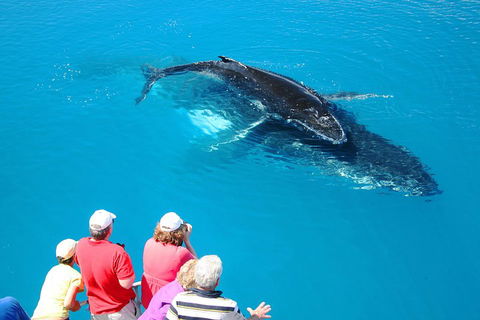 Hervey Bay Whale Watching Cruise - Accommodation Noosa 2