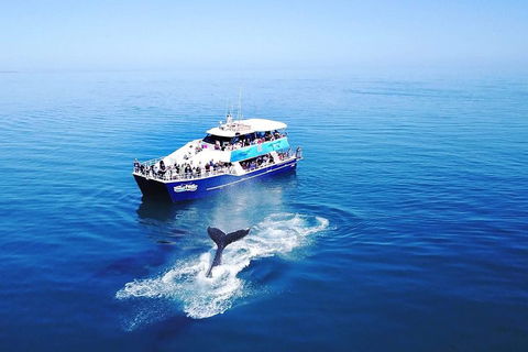 Hervey Bay Whale Watching Cruise - Accommodation Noosa 5
