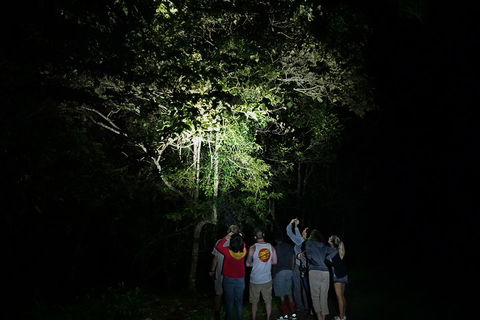 Atherton Tablelands Rain Forest By Night From Cairns - Accommodation Noosa 2