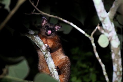 Atherton Tablelands Rain Forest By Night From Cairns - Accommodation Noosa 4