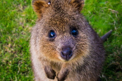 Blue Mountains Sunset Tour | Kangaroos & Koala Encounter (Private Tour) - Accommodation Noosa 1