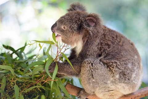 Blue Mountains Private Tour With Kangaroos & Koala Encounter - Accommodation Noosa 0