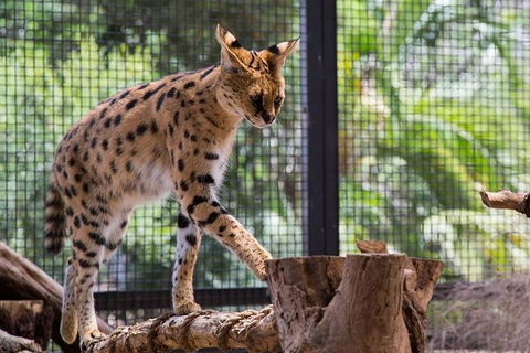 African Cat Encounter At Werribee Open Range Zoo - Accommodation Noosa 3