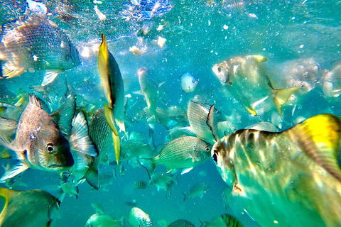 Moreton Island Day Trip (Kayak, Snorkel & Sandboard) Frm Brisbane Or Gold Coast - Accommodation Noosa 1