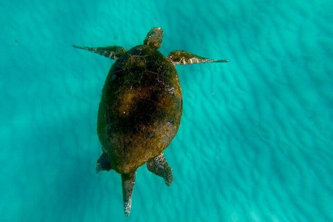 2-Day Moreton Island Tour From Brisbane Or Gold Coast With Optional Nighttime Kayaking - Accommodation Noosa 5
