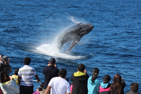 Tangalooma Island Resort Whale Watching Day Cruise - Accommodation Noosa 0